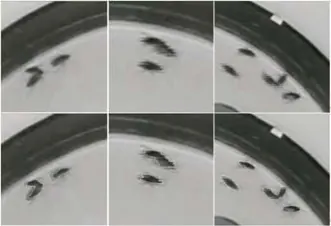 Figure from the paper “SwisTrack: A Tracking Tool for Multi-Unit Robotic and Biological Systems”